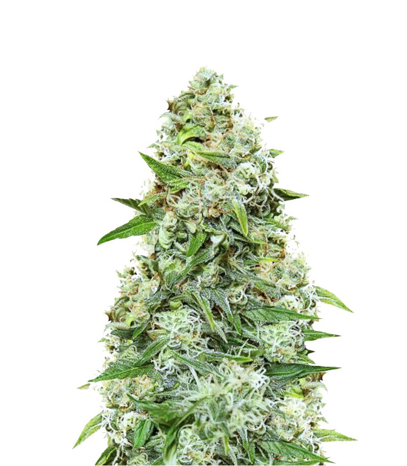 Chronic Ryder Auto, Фасовка: 10